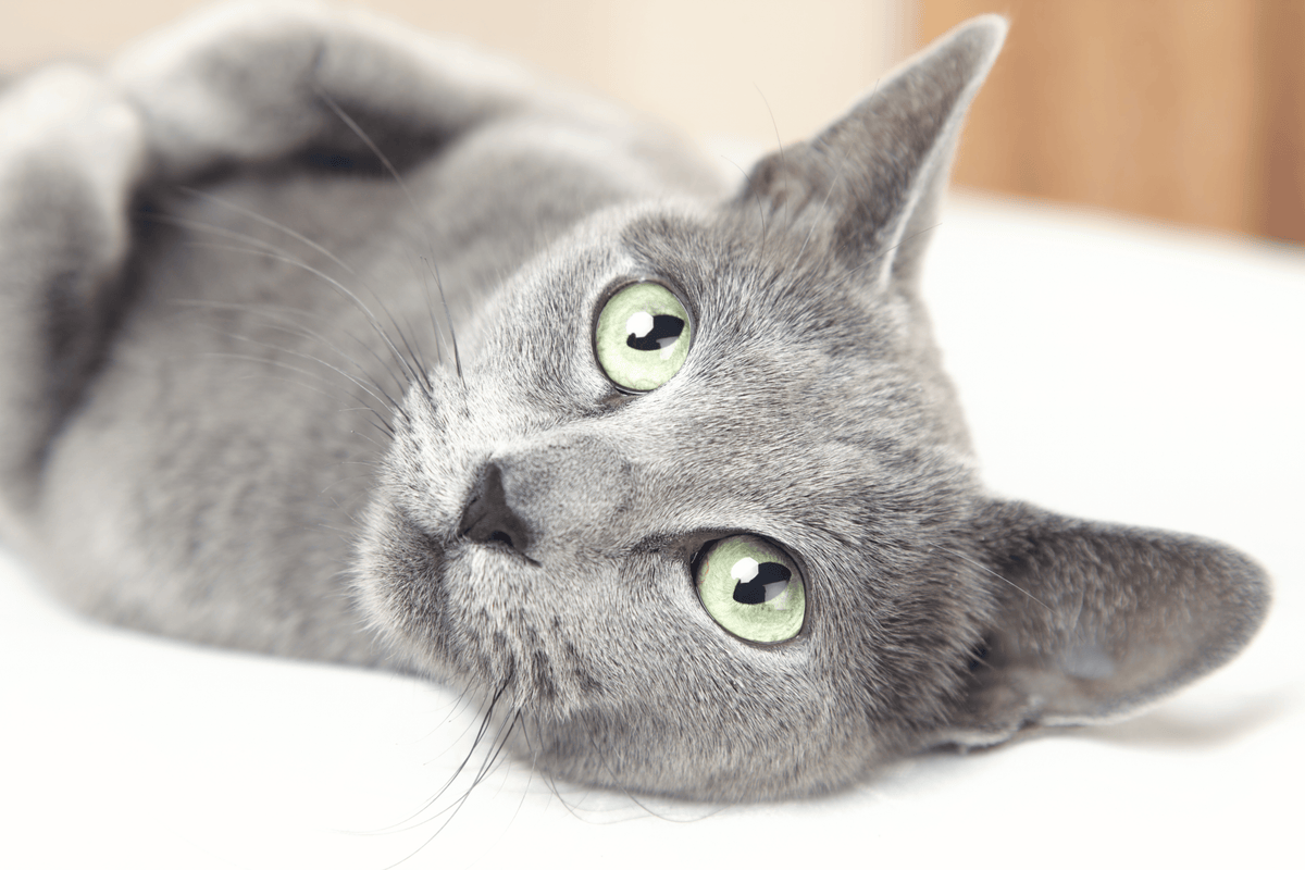 ALCAT Bestseller