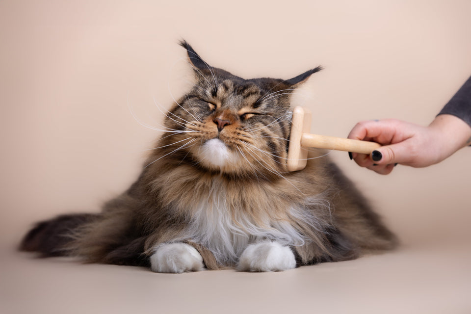 Für Katze