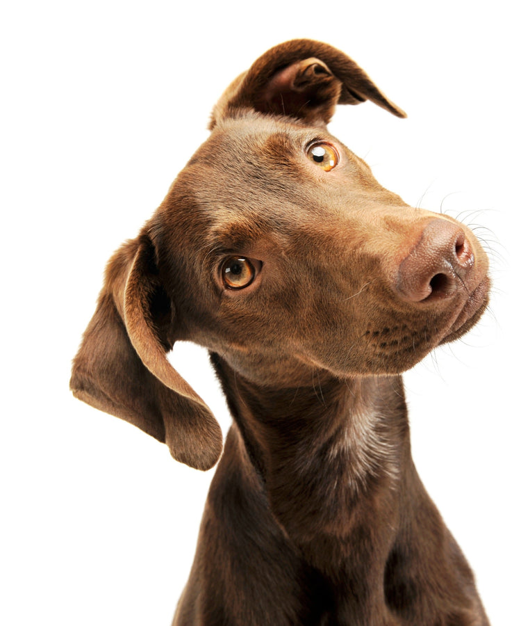 FutterPro Trockenfutter