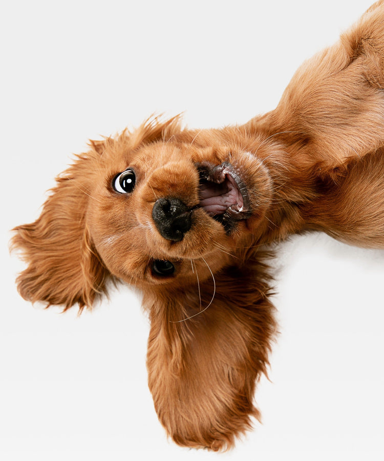 FutterPro Nassfutter