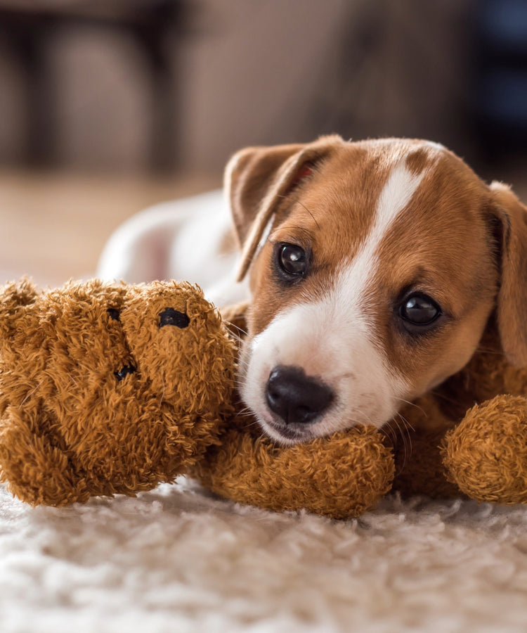 Sensibler Magen & Weicher Kot