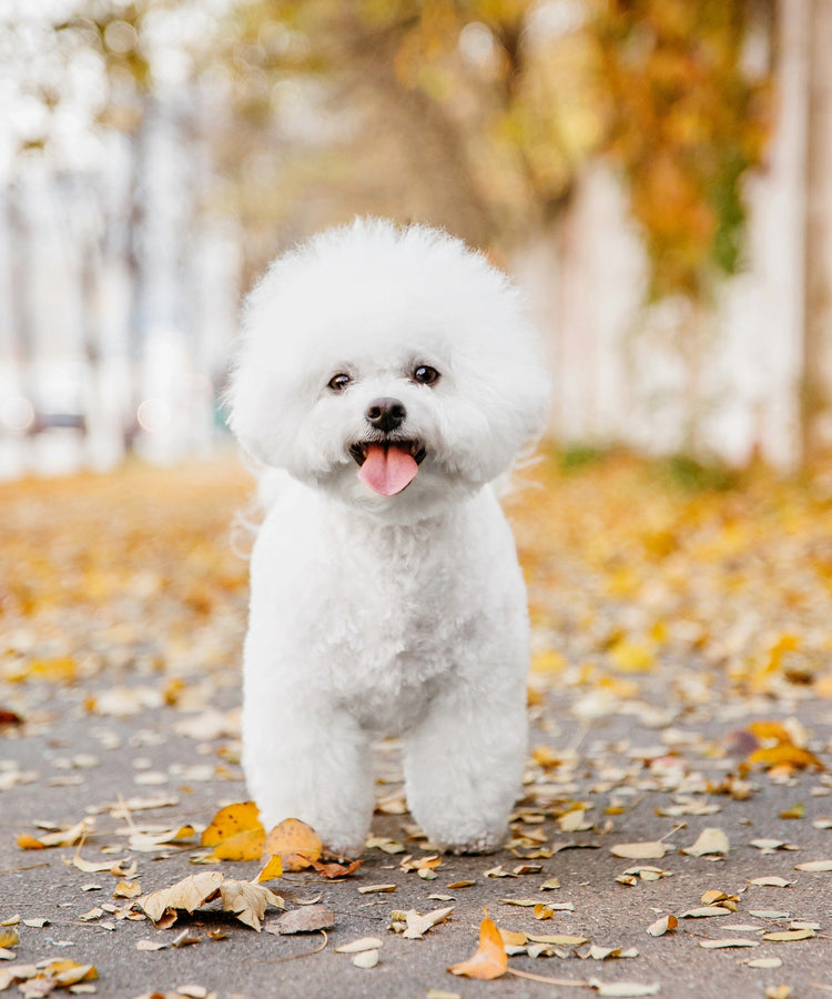 Allergiker / Monoprotein