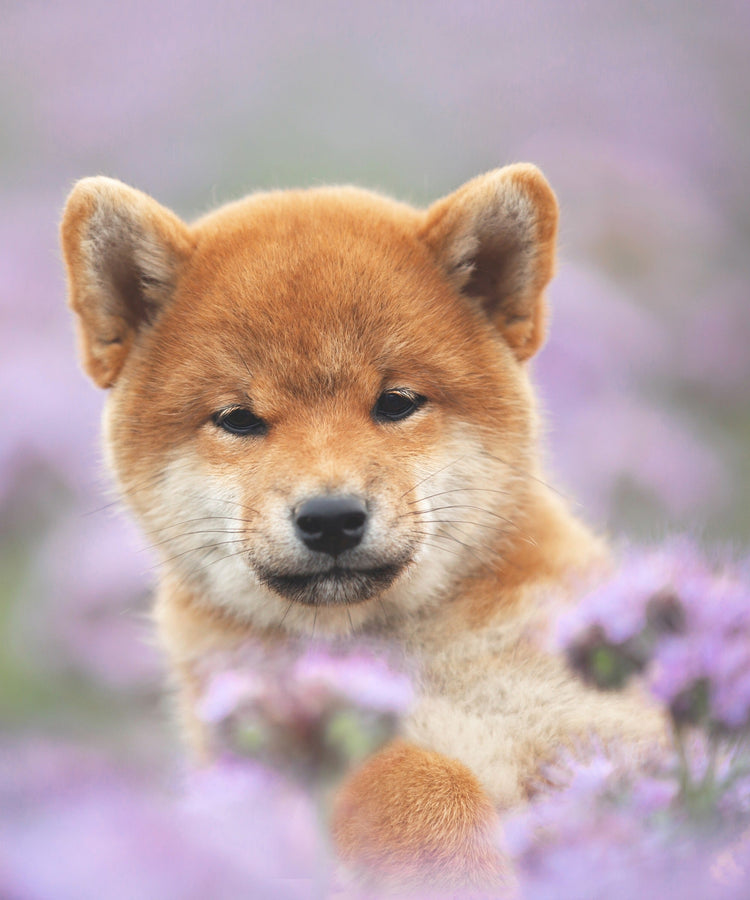 Wachstumsunterstützung