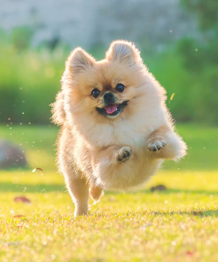 Welpen Trockenfutter