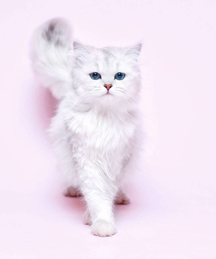 ALCAT Sensible Verdauung