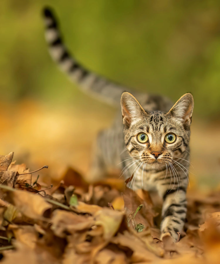 ALCAT Sterilisierte / Kastrierte Katze