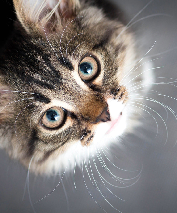 ALCAT Allergiker / Monoprotein