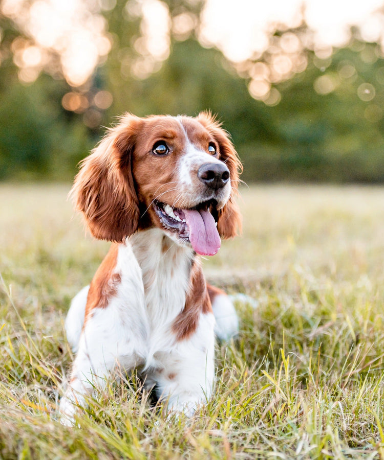 Allergiker / Monoprotein