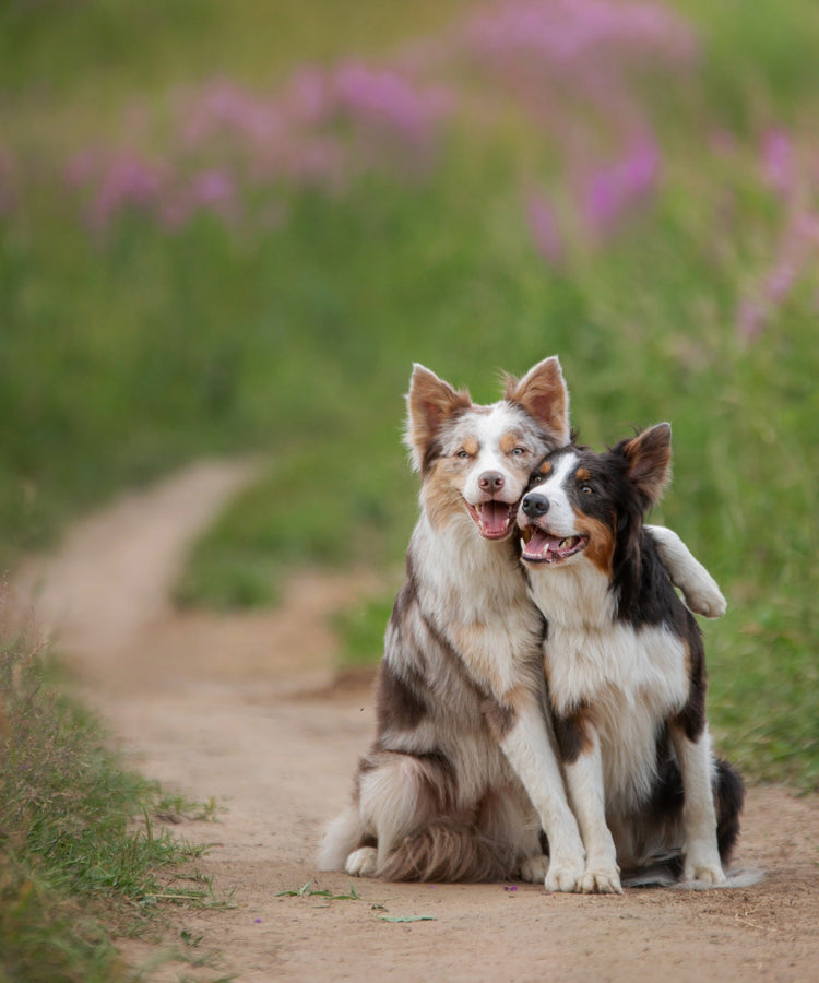 Multiprotein-Hundefutter für adulte Hunde