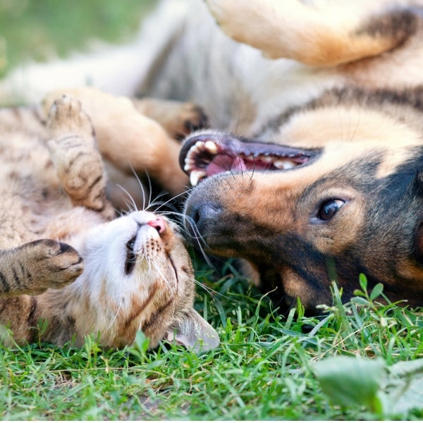 Monoprotein – Hund & Katze