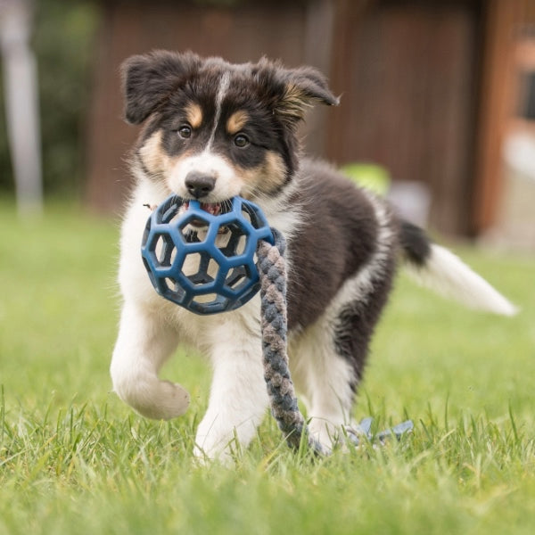 Welpenfutter – Nass & Trocken