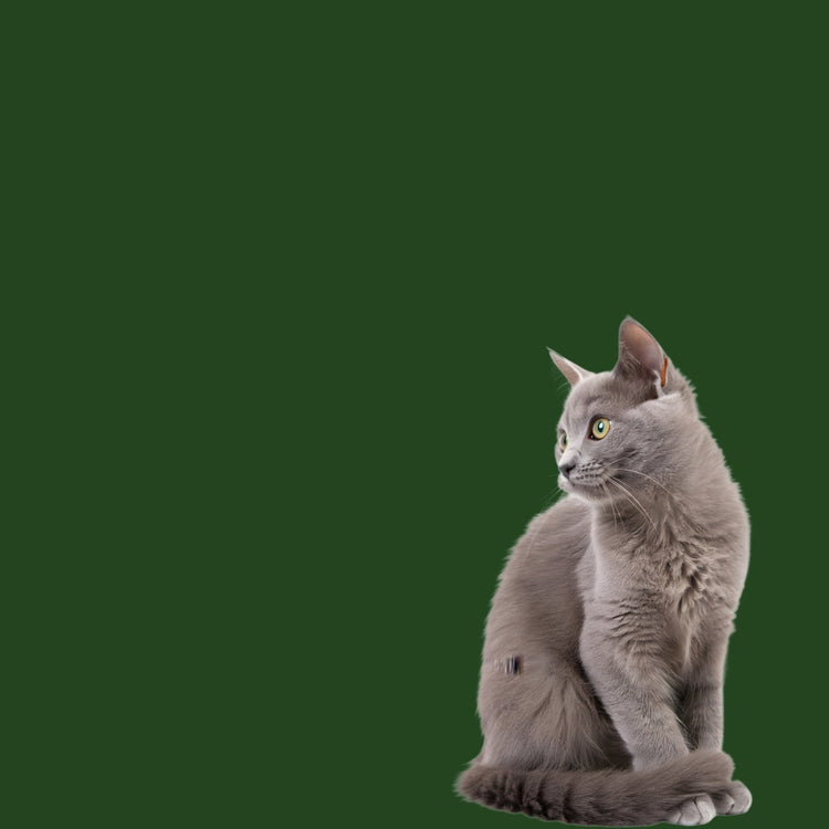 ALCAT Erwachsene Katzen