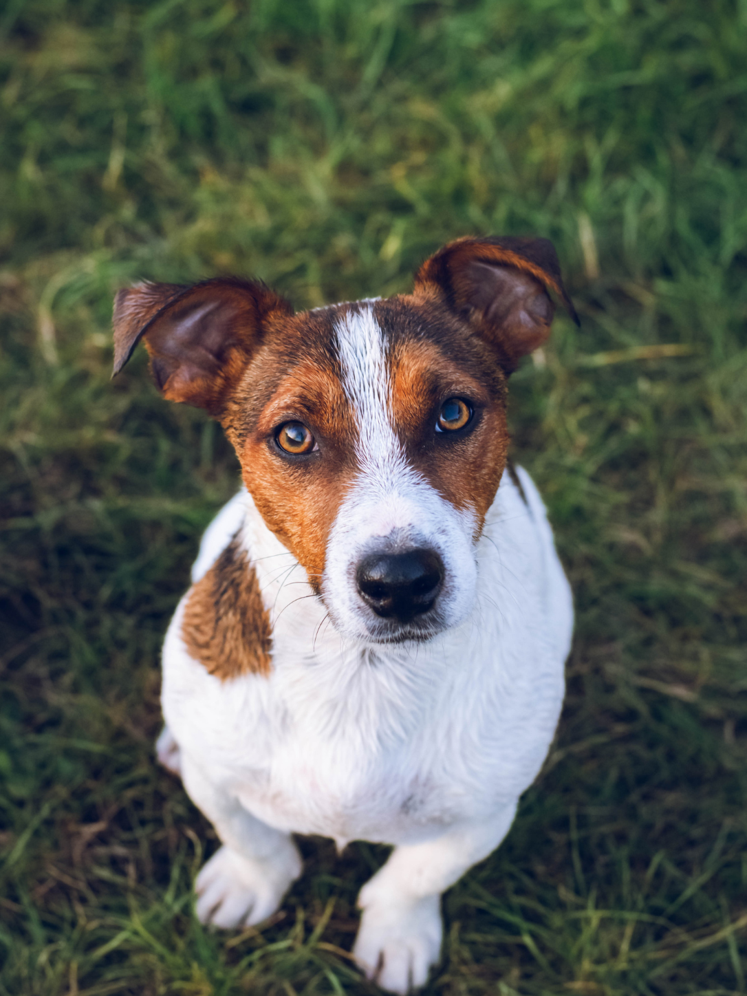 ALDOG Hundefutter entdecken