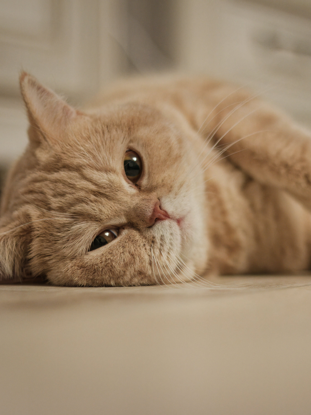 Alcat Katzenfutter entdecken